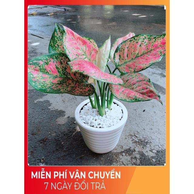 Chậu Vạn Lộc