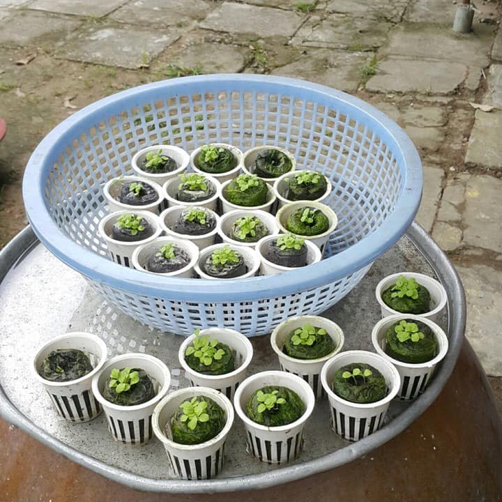 100 Viên Nén Xơ Dừa 10 viên, Tiện Lợi, Tiết Kiệm Thời Gian, Nảy Mầm Tốt Hơn