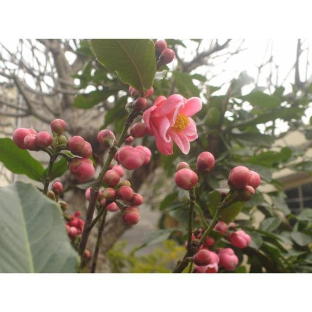 HOA HẢI ĐƯỜNG ĐỎ - BẦU CÂY SIZE LỚN + Tặng 01 cây dâu da đất