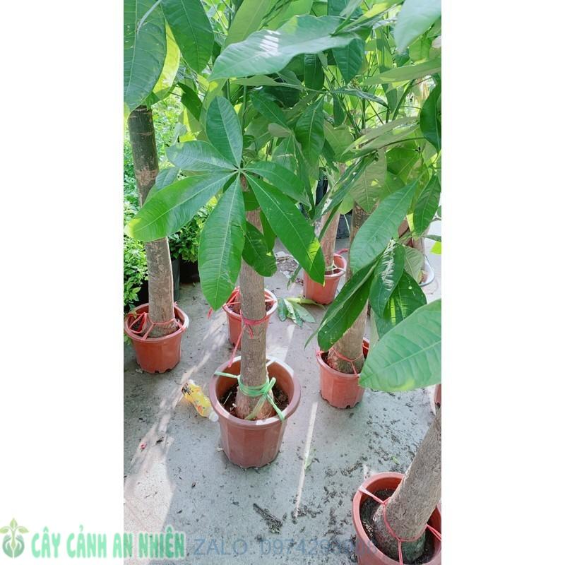 Kim Ngân 1 Thân Lớn