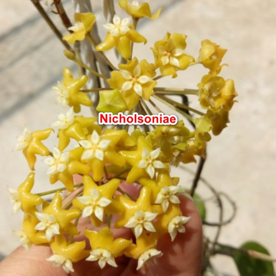 Chậu cây Cẩm cù Hoya Nicholsoniae