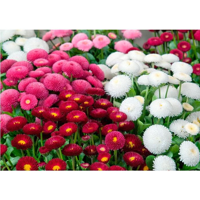 Hạt giống hoa cúc anh mix màu KNS3610 - Gói 50 hạt