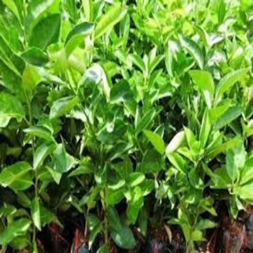 CÂY GIỐNG CHANH KHÔNG HẠT QUẢ CHÙM
