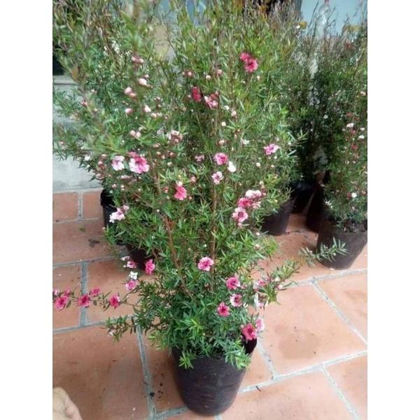 CÂY TÙNG TUYẾT MAI ĐANG HOA- CÂY LỚN