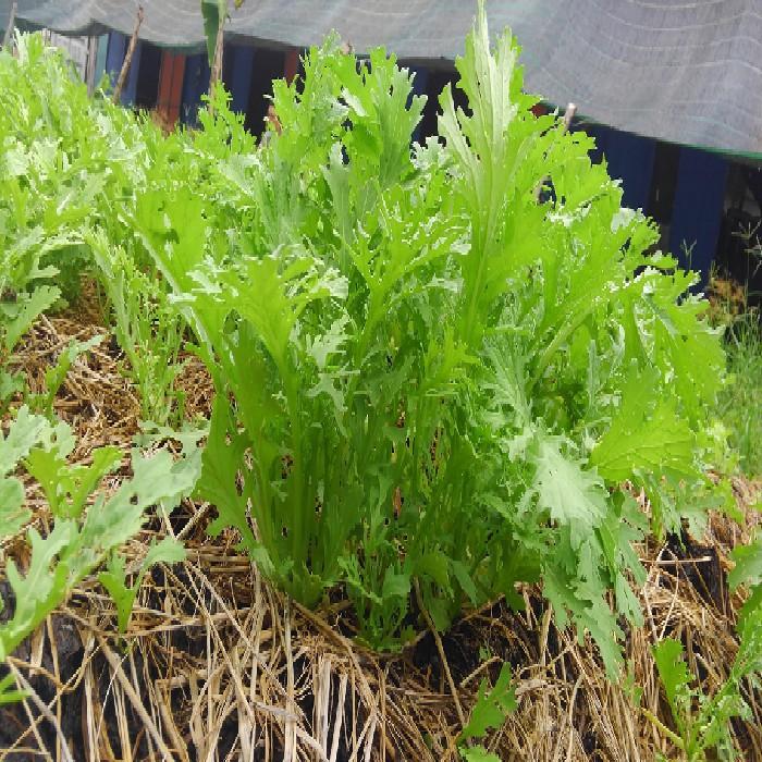 Hạt giống cải đuôi phụng 10gr