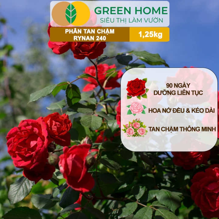 Phân Tan Chậm GreenHome, Rynan 240, Hũ 1,25kg, Dùng Cho Hoa Hồng Ra Hoa Đều Và Màu Sắc Rực Rỡ