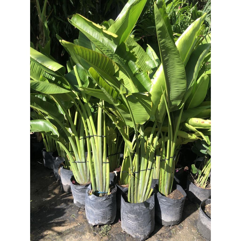Chậu cây chuối rẻ quạt cao 150 cm chỉ giao tại TP.HCM