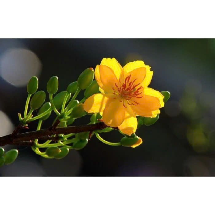 Kích rễ cực mạnh ngăn ngừa đen rễ, thối rễ, vàng lá do nghẹt rễ