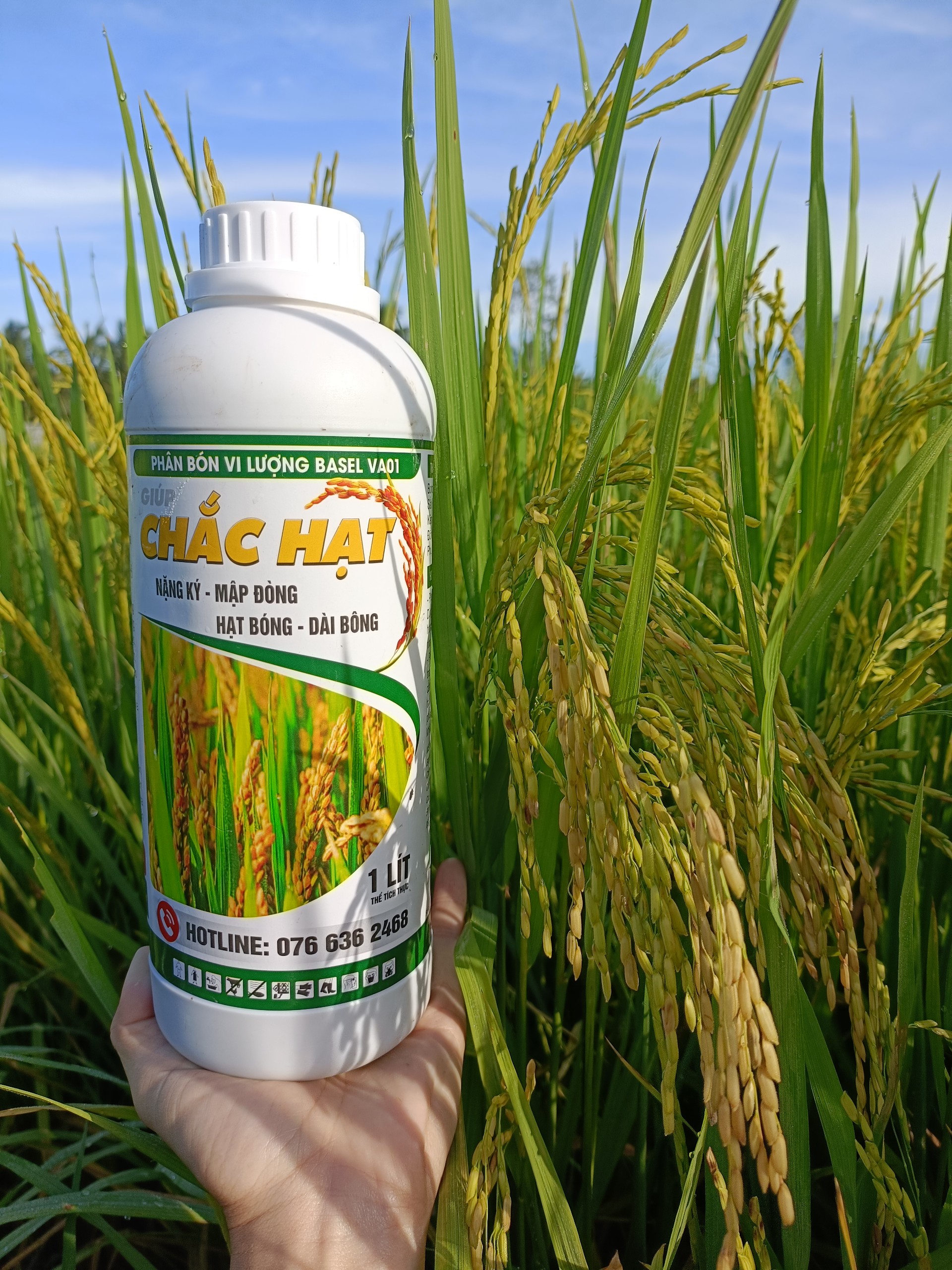 PHÂN BÓN GIÚP HẠT LÚA CHÍN CHẮC TỚI CẬY, NO TRÒN, NẶNG KÍ - CHẮC HẠT 1L