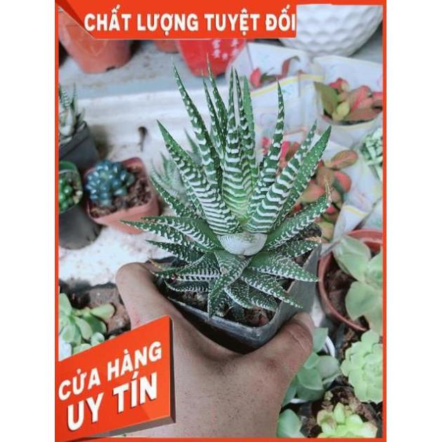 Chậu Móng Rồng