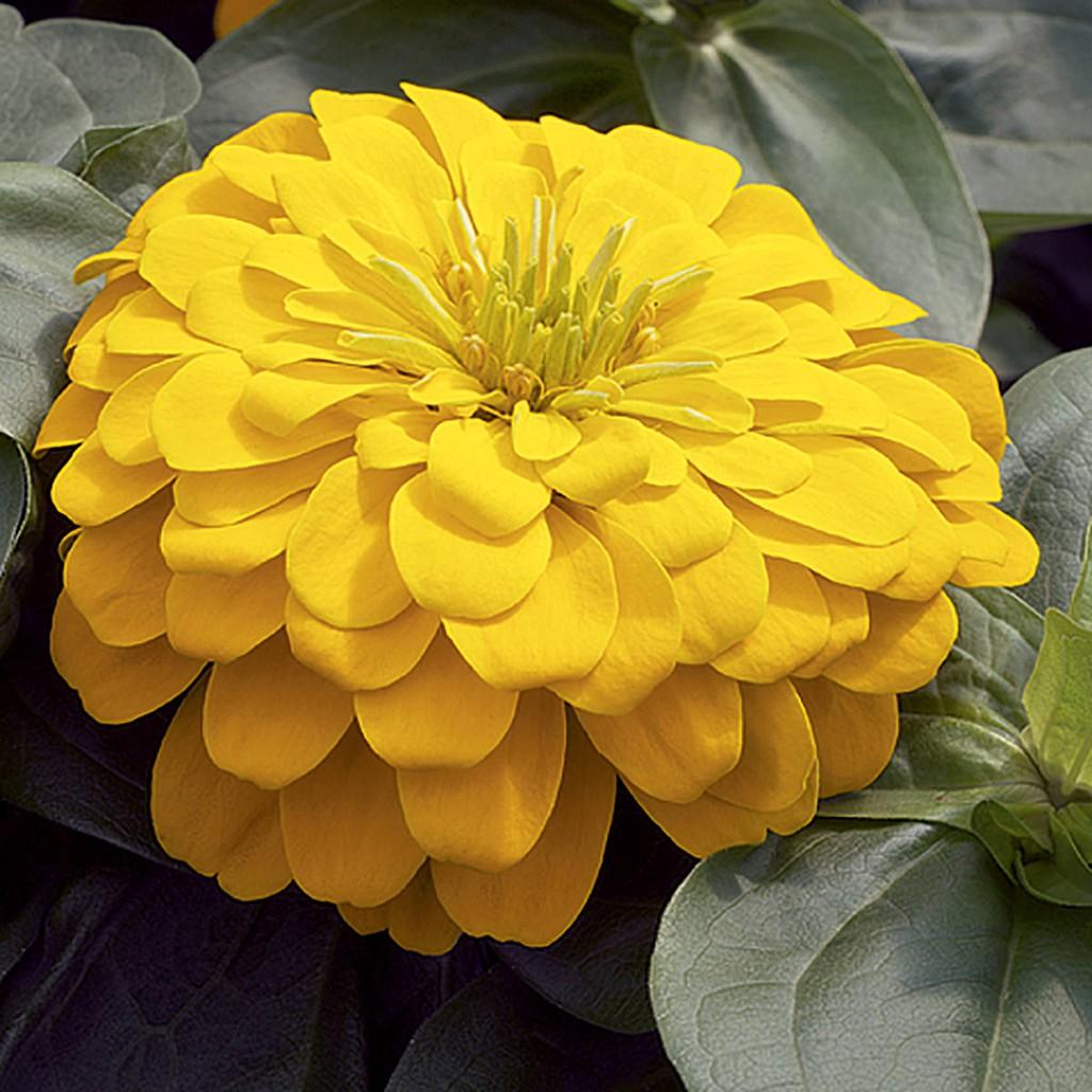 Hạt Giống Hoa Cúc Lá Nhám Vàng Chanh