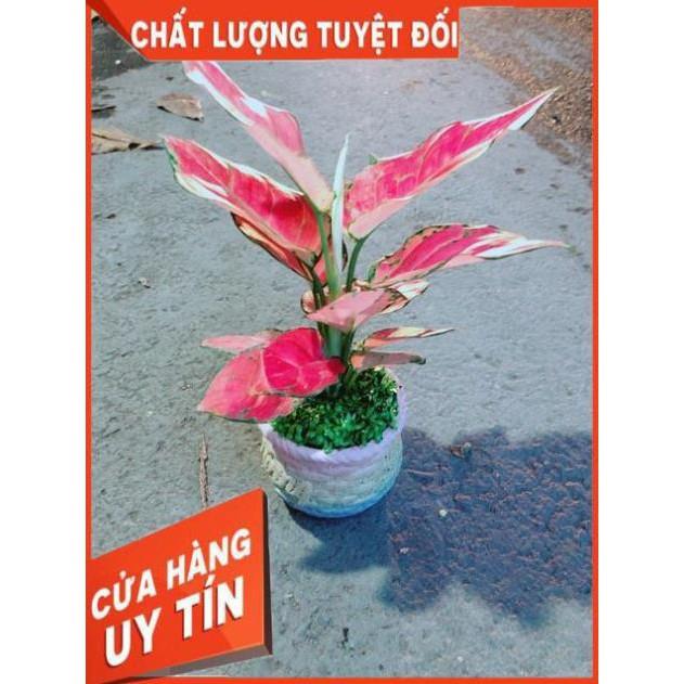Chậu Vạn Lộc Hồng