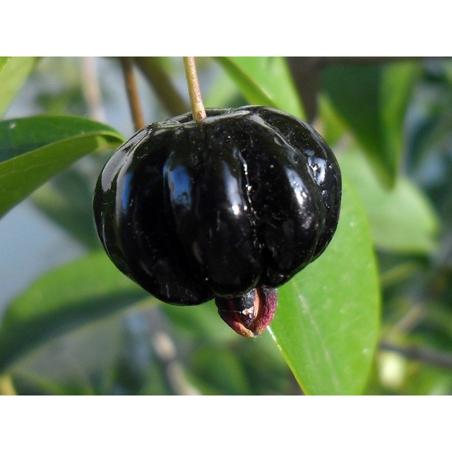 Cây giống Cherry Surinam