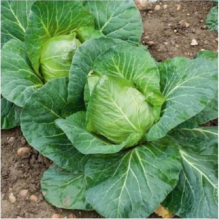 Hạt giống bắp cải trái tim Carambi F1 -0.2 gr