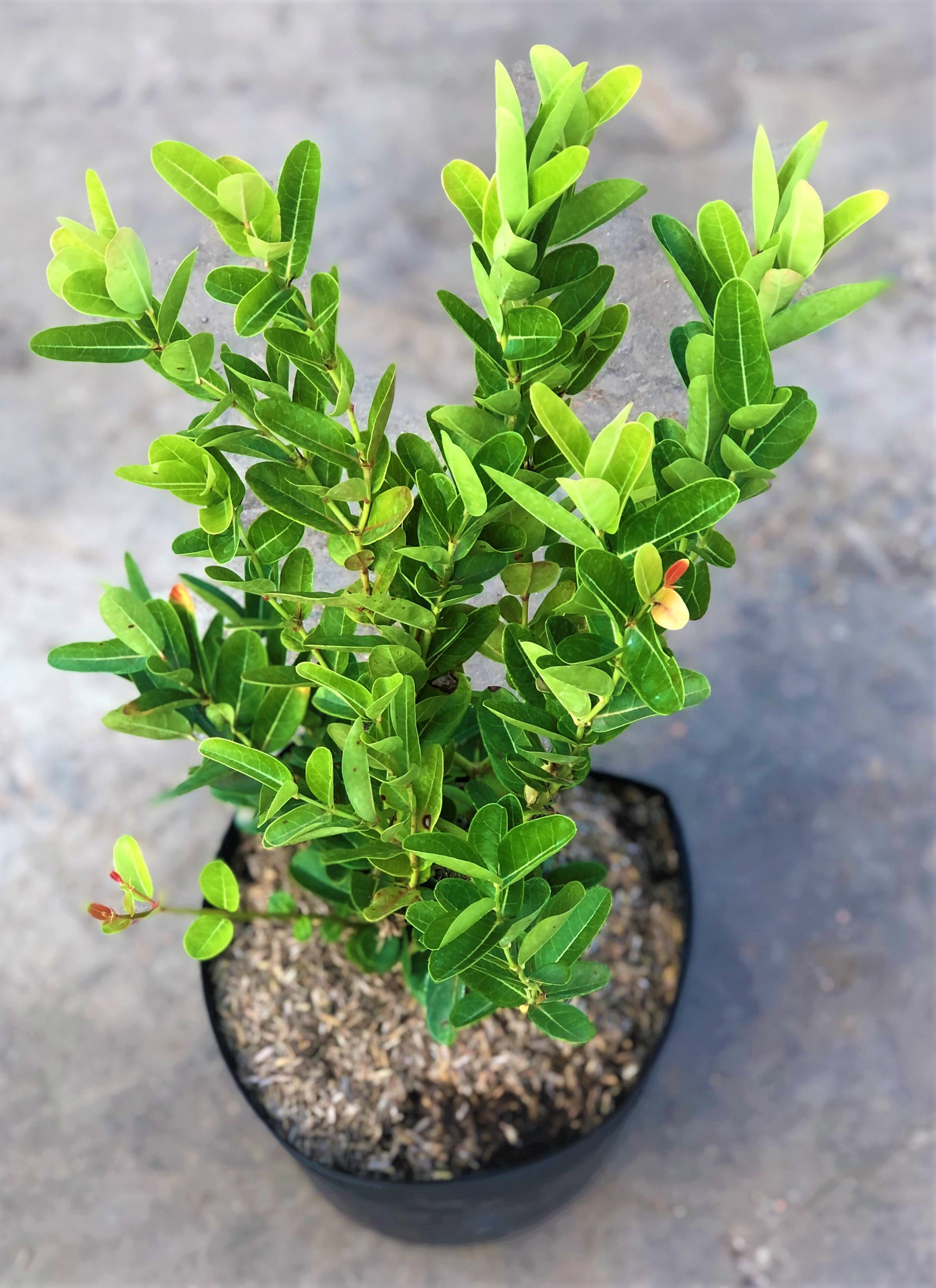Cây siro cao 50 - 70 cm trồng cho trái sau 12 tháng trồng