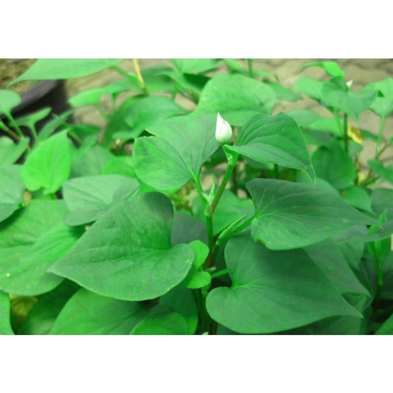 RAU DIẾP CÁ - BẦU CÂY GIỐNG NHIỀU THÂN