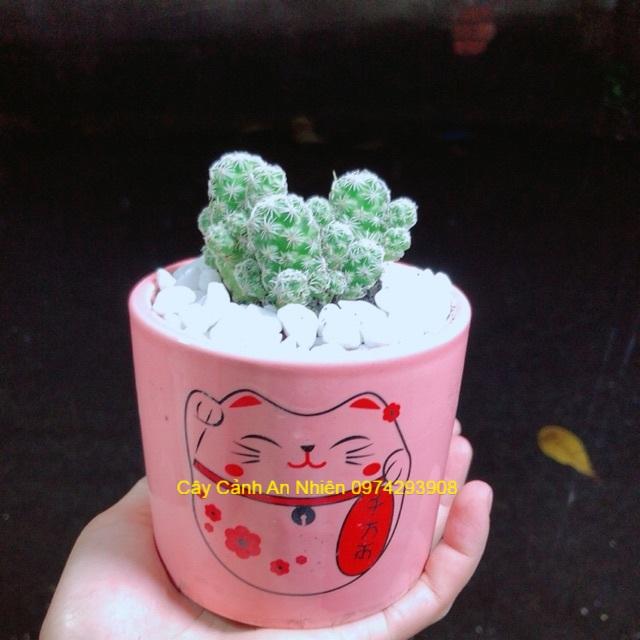 Chậu Xương Rồng Trứng Chim