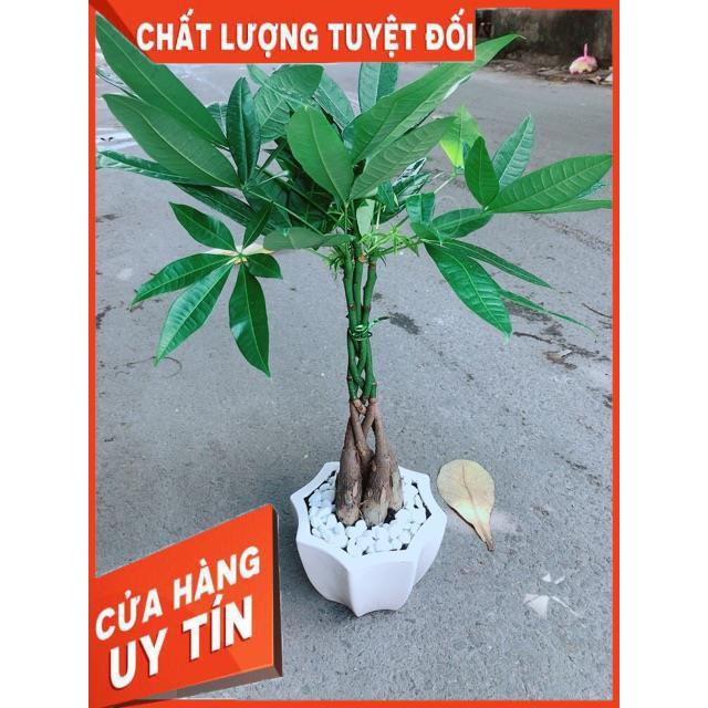 Chậu Kim Ngân 5 Thân Thắt Bính