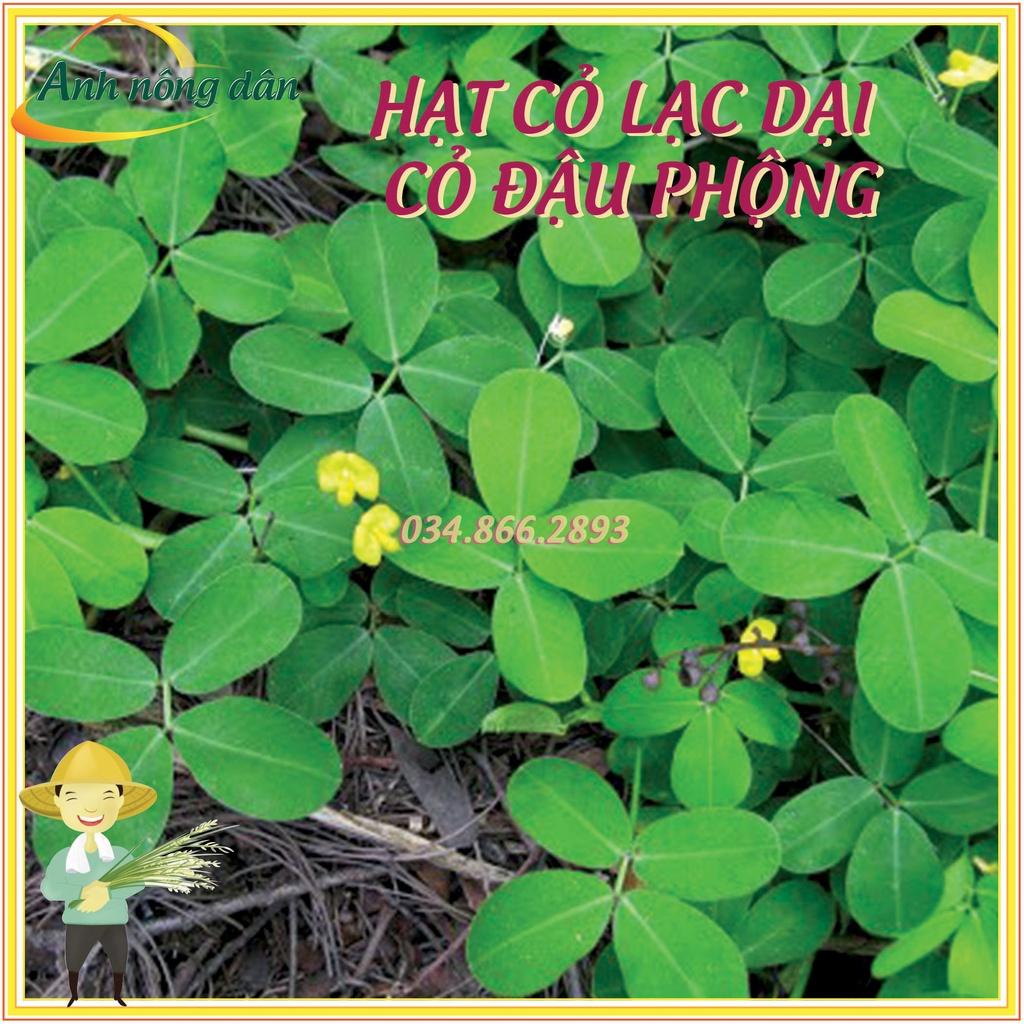 500g Hạt giống cỏ lạc dại - Hạt giống cỏ đậu phộng - Cỏ trồng công trình, sân vưởn