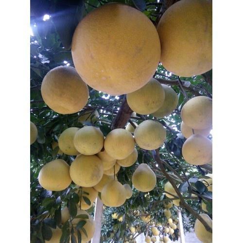 CÂY GIỐNG BƯỞI ĐỎ TÂN LẠC