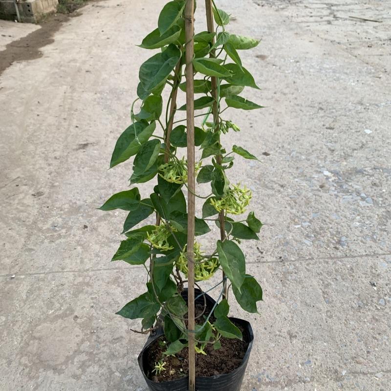 Cây thiên lý leo giàn tường rào dài 55-70cm, trang trí leo ban công và tường rào rất đẹp