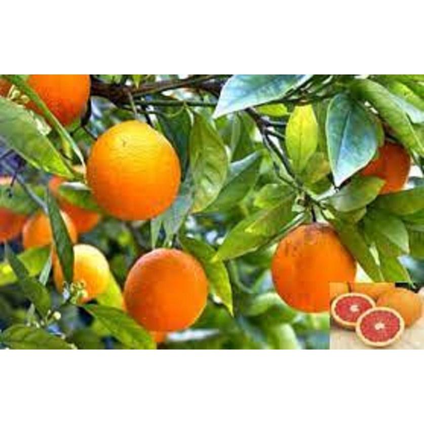 CÂY GIỐNG CAM CARA RUỘT ĐỎ KHÔNG HẠT SIÊU NGON SIÊU QUẢ- CAM KÊT GIỐNG CHUẨN F1