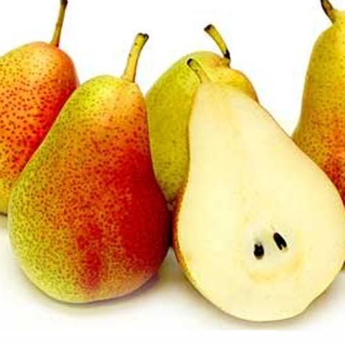 CÂY GIỐNG LÊ ĐỎ NAM PHI SIÊU QUẢ SIÊU KINH TẾ-CAM KẾT GIỐNG CHUẨN F1 - CGLDNPSQ