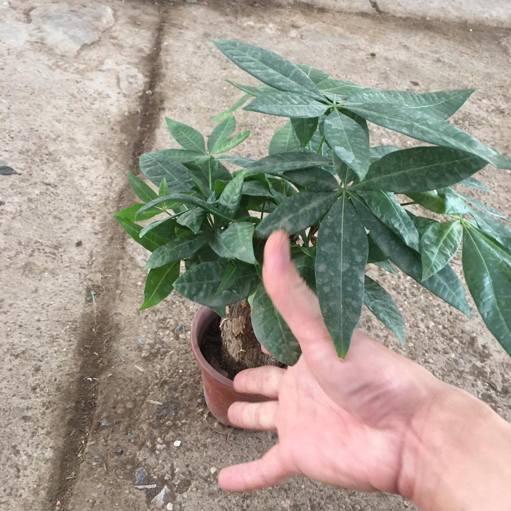 Cây Kim Ngân Phong Thủy,Chậu Mini Để Bàn,Trang Trí Decor Phòng Làm Việc