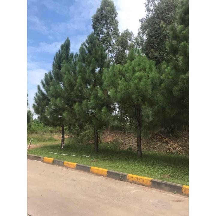 100gram hạt giống cây thông 2 lá