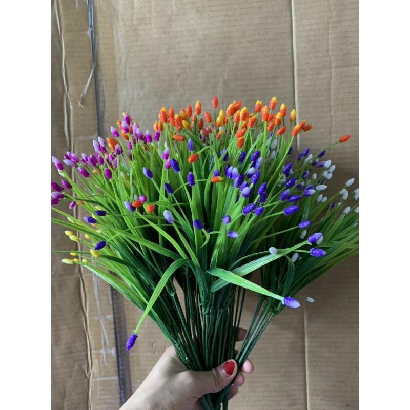 Cụm điểm sao 5 nhánh