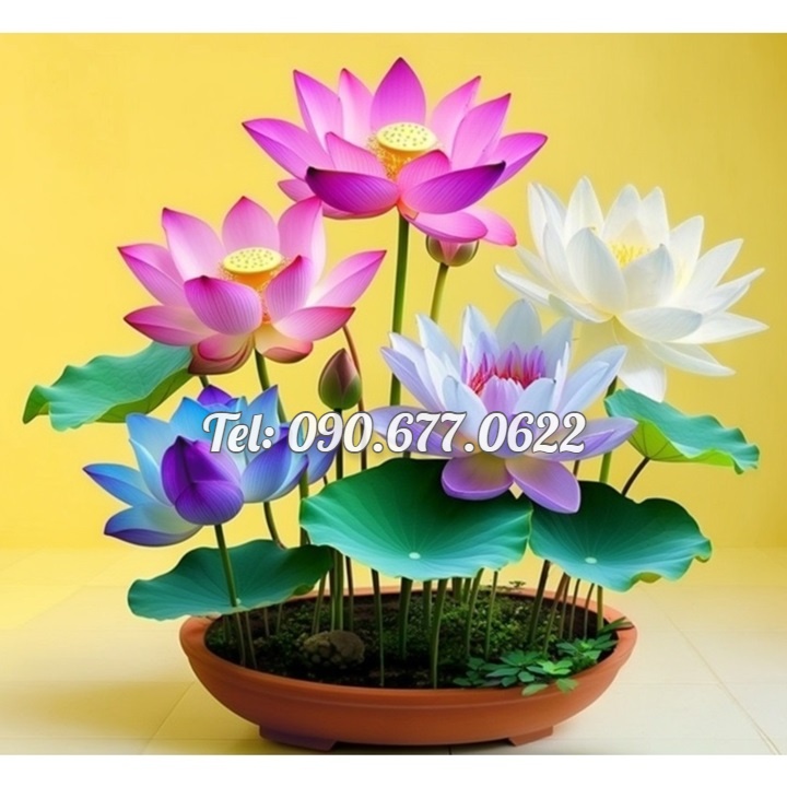 Hạt giống hoa sen 7 màu mini - Hạt giống hoa sen ngũ sắc mini ra hoa quanh năm – Bịch 10 hạt – Mã số 1394