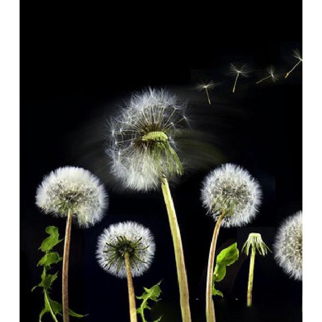 Hạt giống hoa bồ công anh - 1 gói 100 hạt