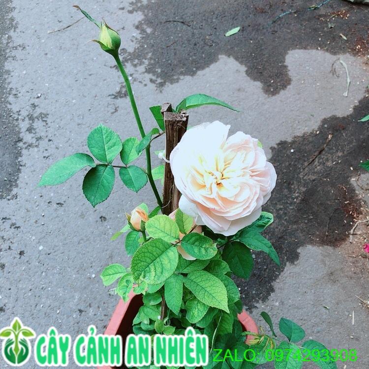 Chậu Hoa Hồng Leo