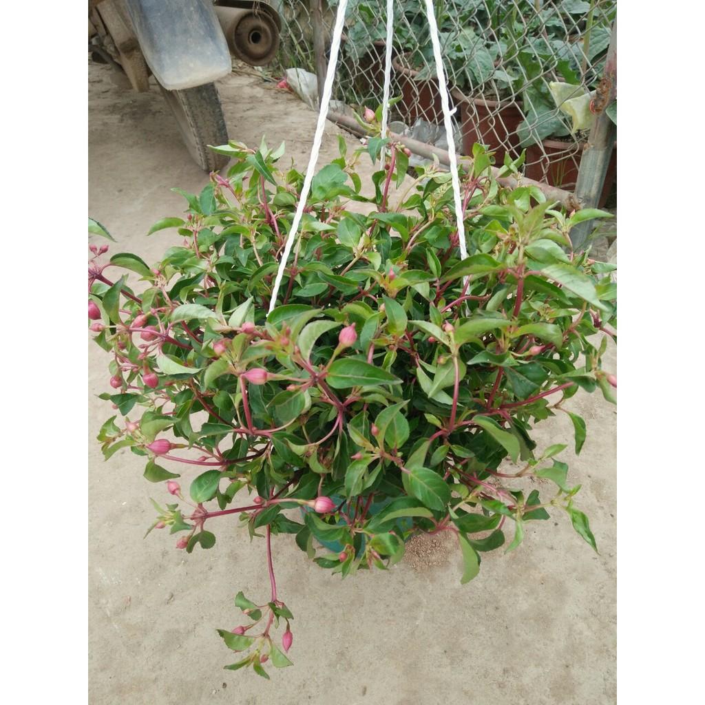 Hoa Đèn Lồng - Đơn hàng thanh toán trước tặng phân bón đi kèm