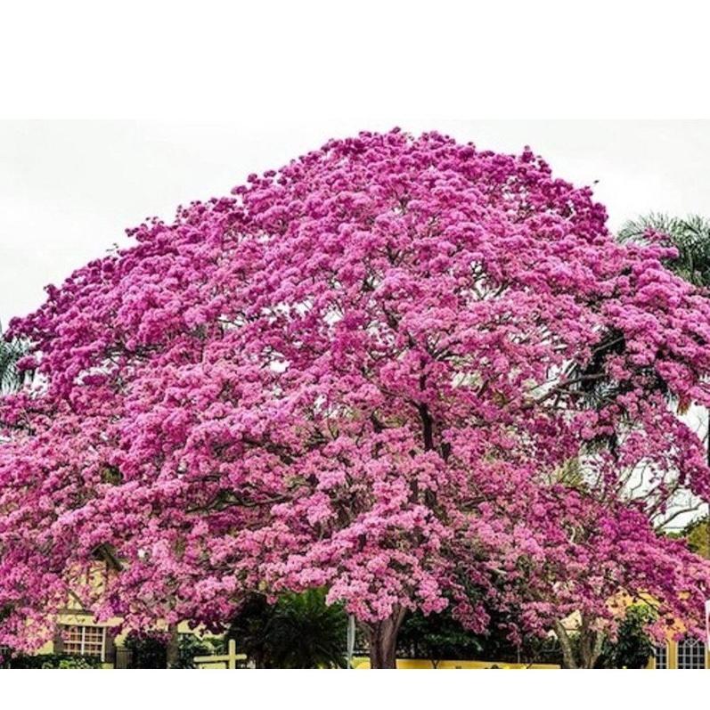 Hạt Giống Cây Hoa Phong Linh Tím KNS3100 - Gói 5 Hạt