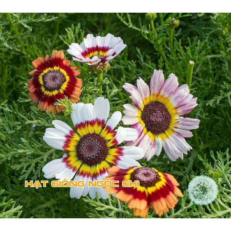 Hạt Giống Hoa Cúc Chi Mix - 50 Hạt