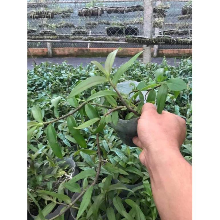 Dã hạc pháp lai 6-2019