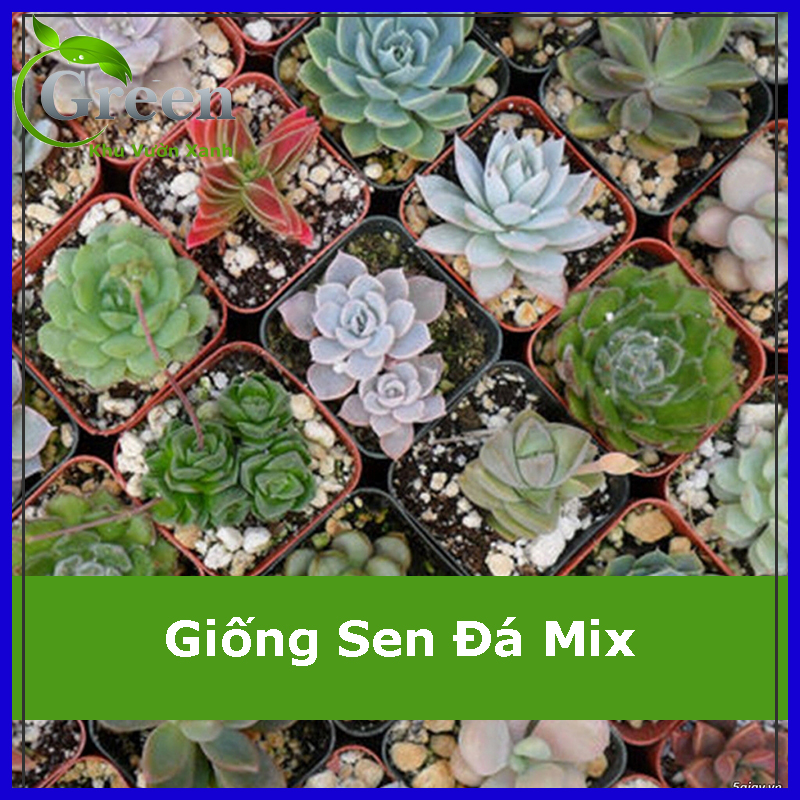 Hạt Giống Sen Đá Mix (20H)