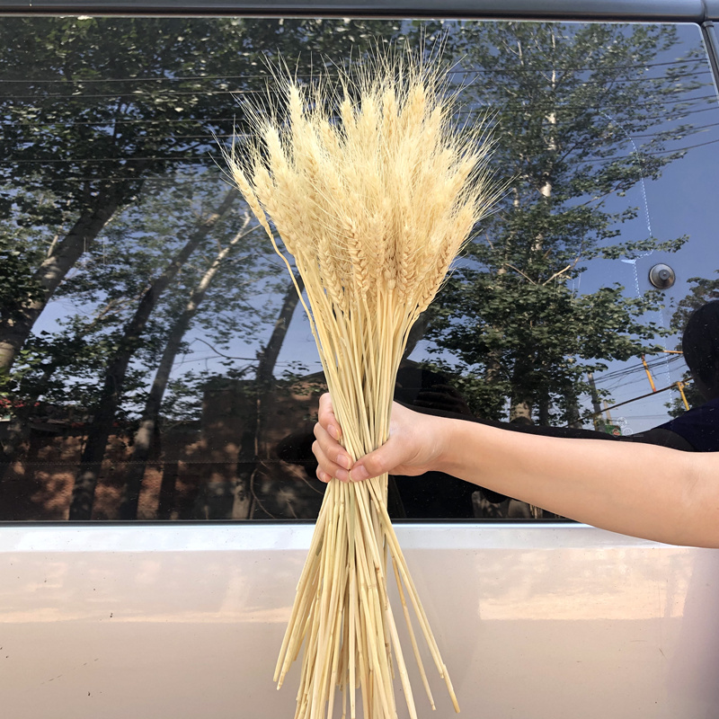 Bó lúa mạch khô tự nhiên 50 bông trang trí phong cách vintage, hoa lúa mì khô phụ kiện chụp ảnh nghệ thuật LM-50