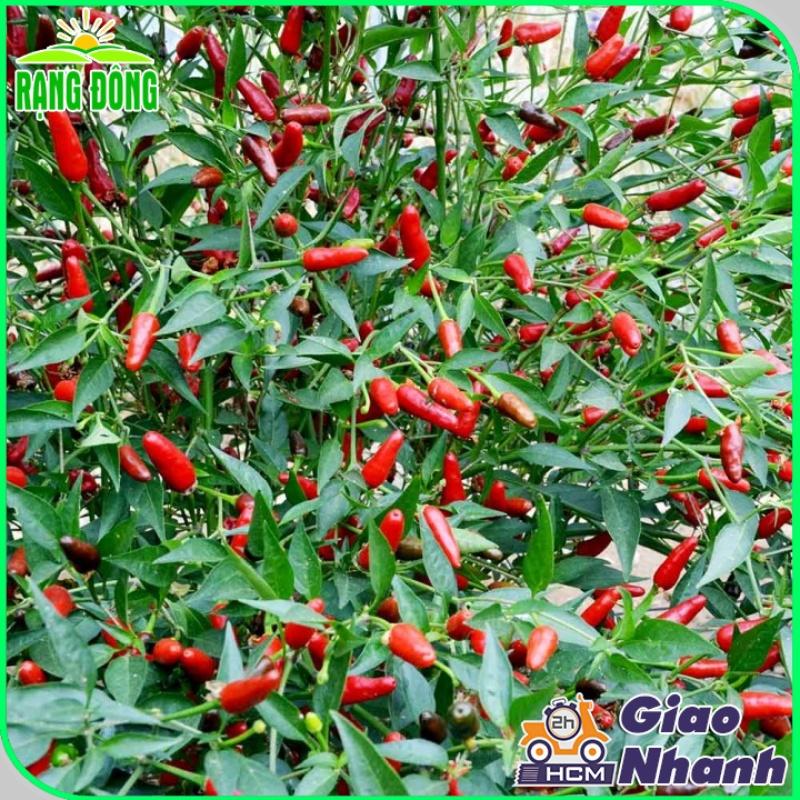 Hạt giống Ớt Xiêmrạng , Trồng Quanh Năm, Chịu Nhiệt Tốt, Trái Sai - Hạt Giống Rạng Đông