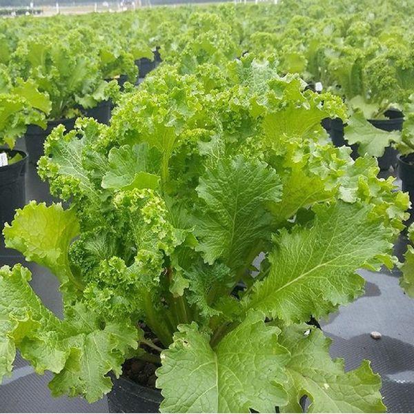 Hạt giống Cải Mù Tạt Mỹ - 400 hạt