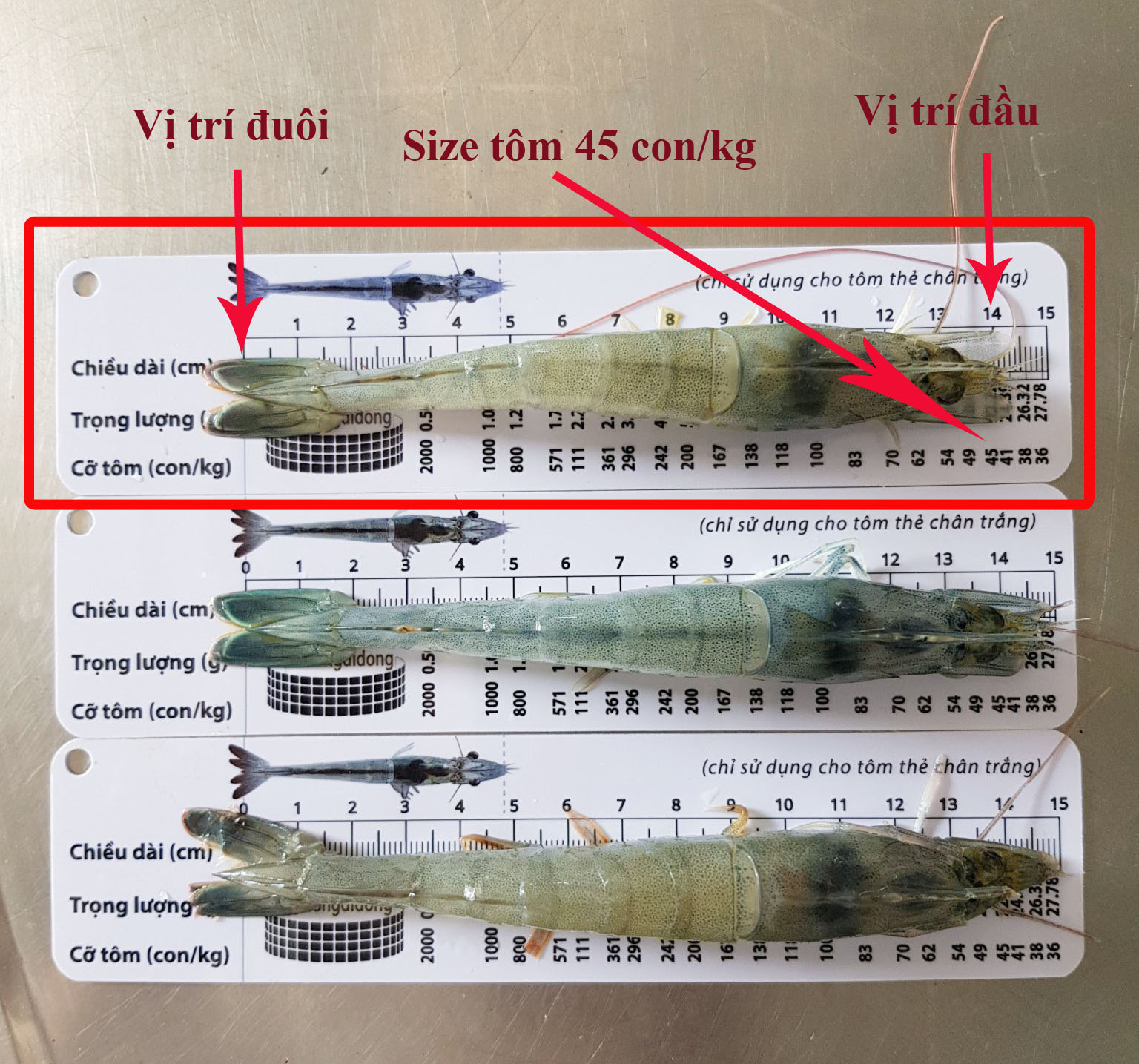 2 Cây thước đo tôm thẻ bằng nhựa