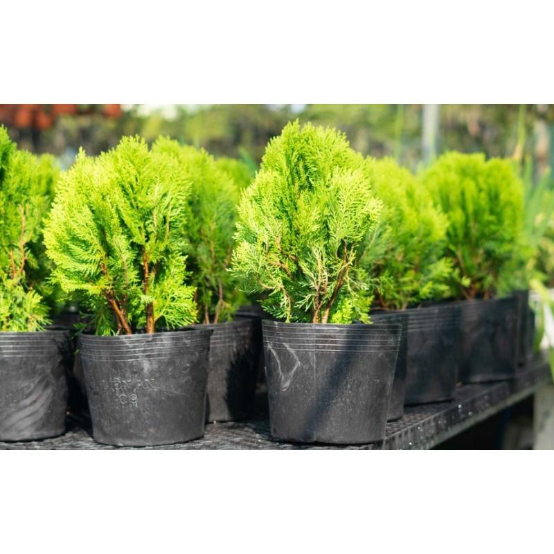 CÂY TRẮC BẠCH DIỆP chậu to như hình *