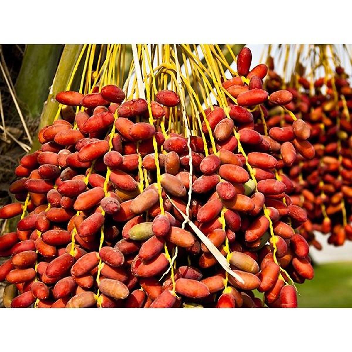 Cây giống Chà Là Khasab