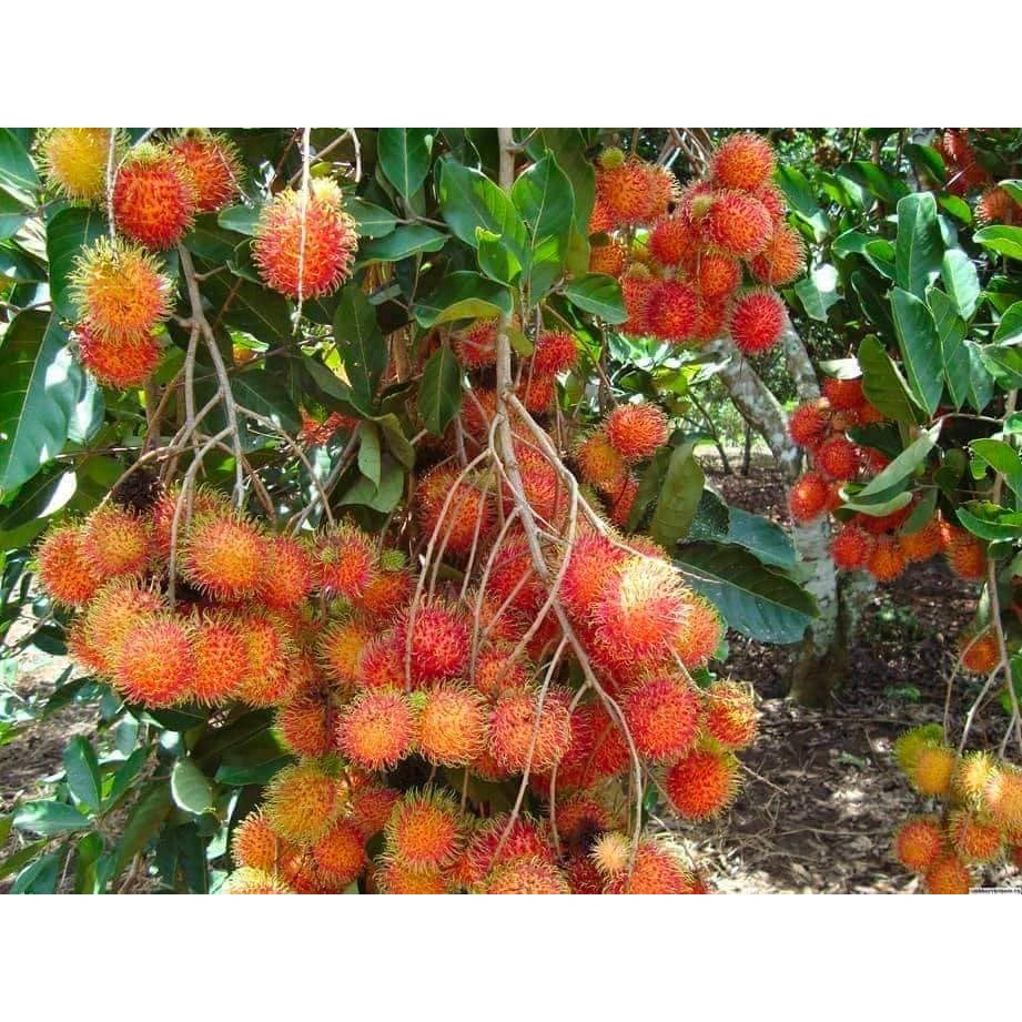 CÂY GIỐNG CHÔM CHÔM THÁI LÙN RUỘT VÀNG