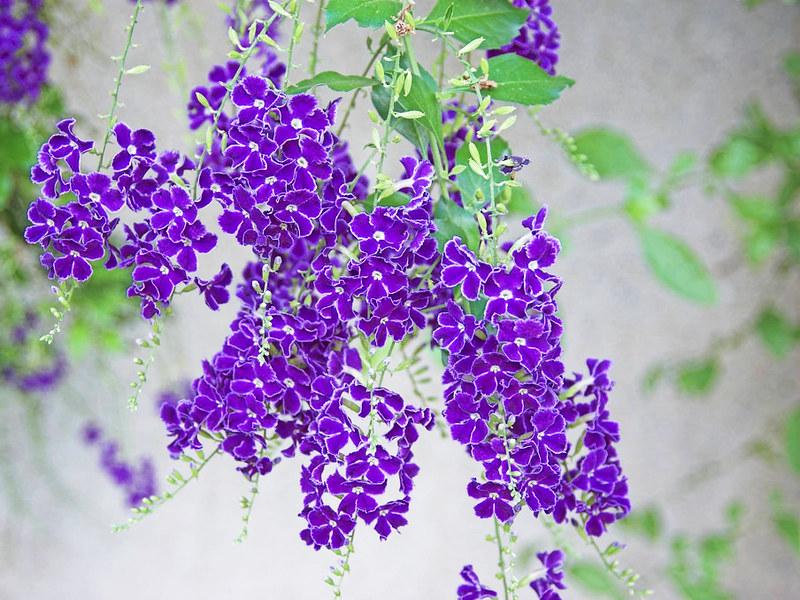 CÂY CHUỖI NGỌC HOA TÍM - CÂY BẦU LỚN - HOA ĐẸP MÀU TÍM SIÊU ĐẸP