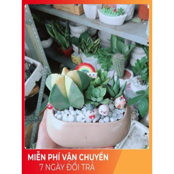 Chậu Sen Đá- Xương Rồng