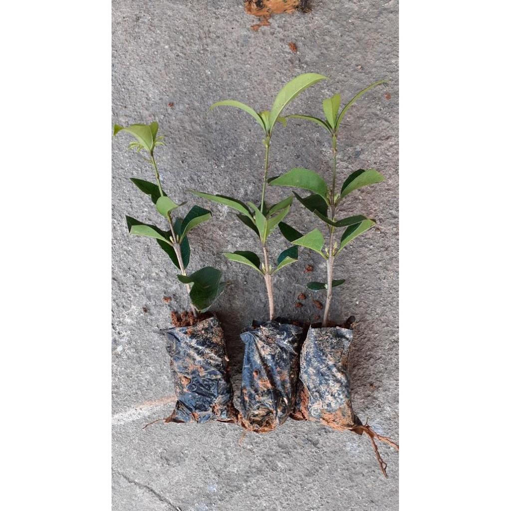 Cây hoa mộc hương ta 4 cây