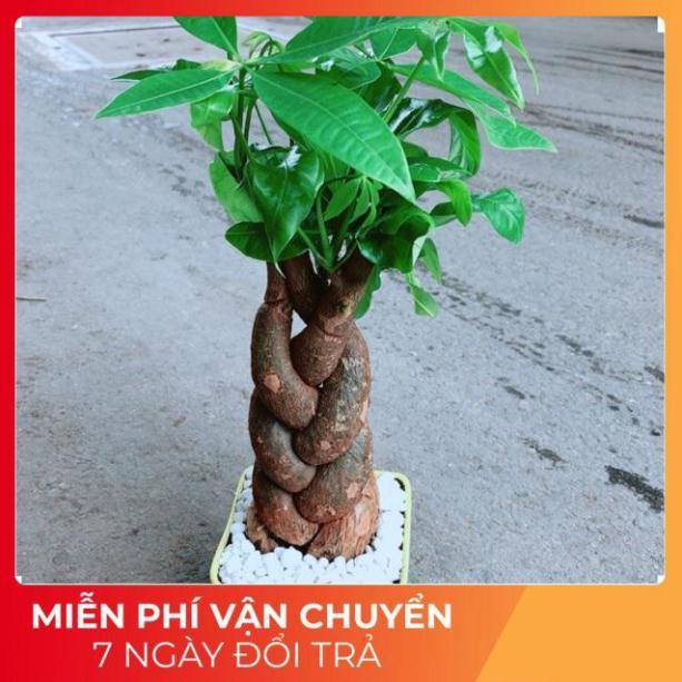 Chậu Kim Ngân 3 Thân Bính