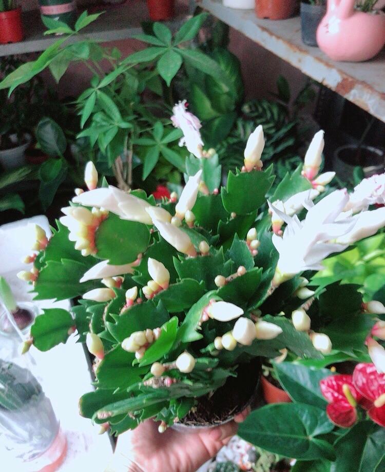 Cây Càng Cua Hoa Trắng